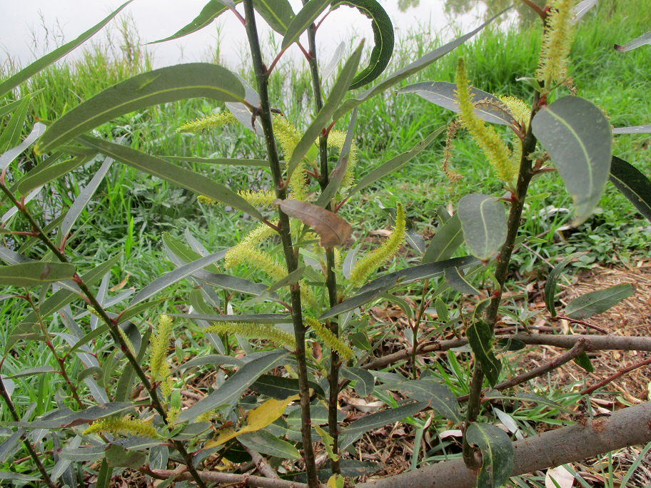 Salix bonplandiana